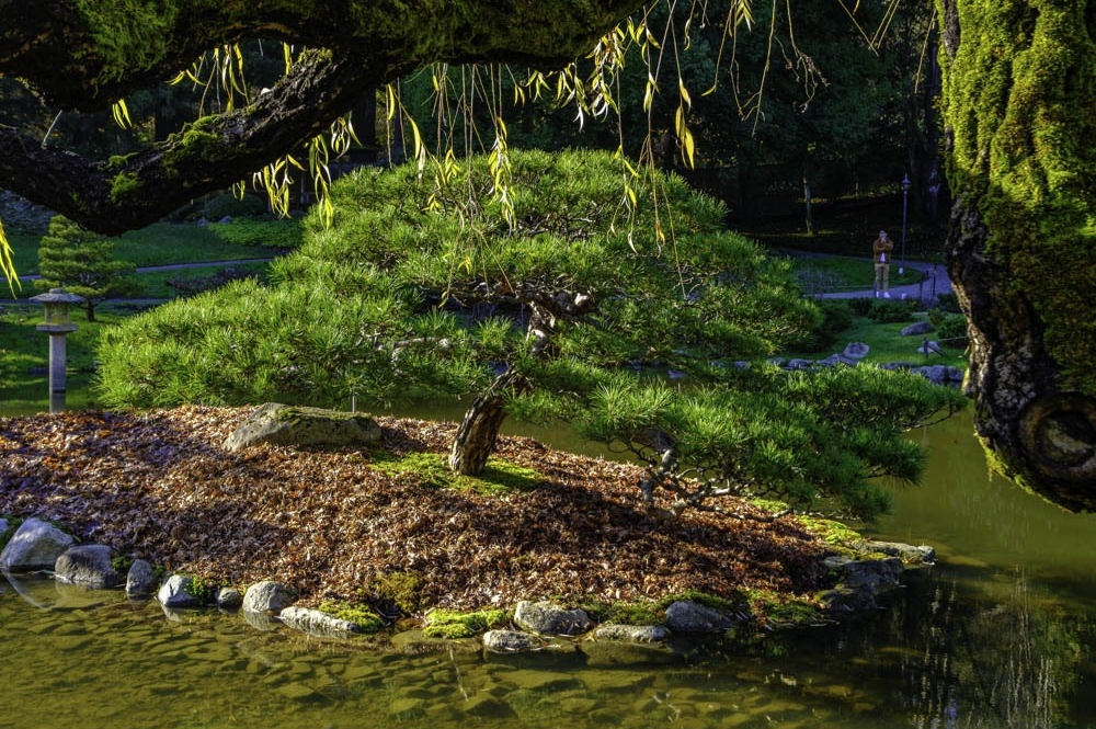 11/25/23 Seattle Japanese Garden